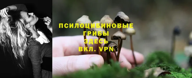 цена наркотик  blacksprut сайт  Псилоцибиновые грибы Magic Shrooms  Кумертау 